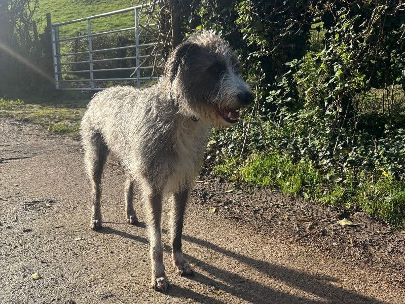 Lurcher 4 years old male large named Tramp for breeding in East Sussex, England | Petmeetly