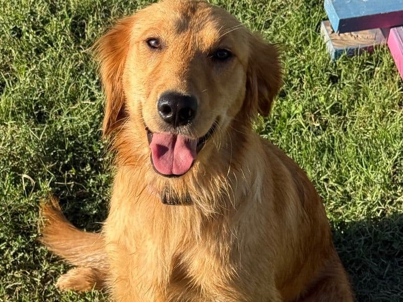 Golden Retriever 1 year 7 months old female large named Charlee for breeding in Merced County, California | Petmeetly