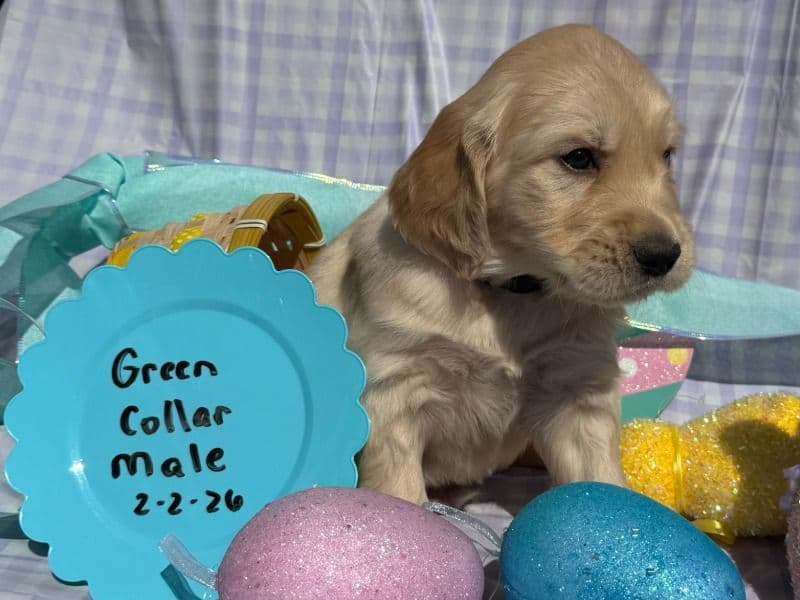 English Golden Retriever 2 months old male large named Green Collar for sale in Bedford County, Tennessee | Petmeetly