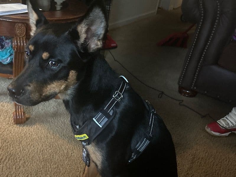 Siberian Husky 1 year 10 months old female medium named Mercedes for breeding in Newport News, Virginia | Petmeetly