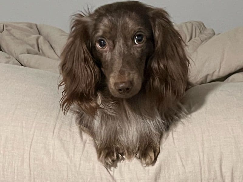 Miniature Dachshund 1 year 10 months old male medium named Chapo for breeding in King County, Washington | Petmeetly