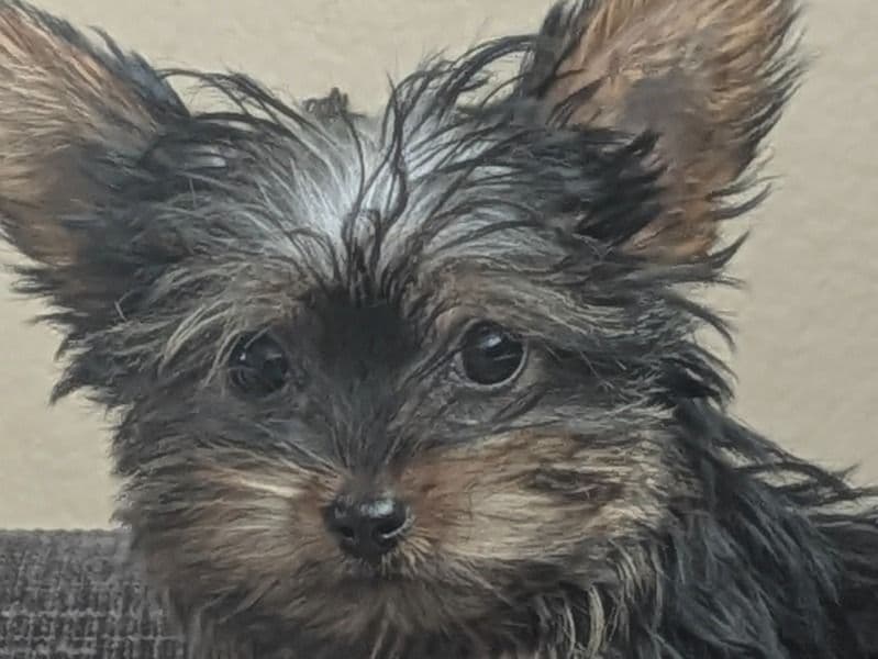 Teacup Yorkshire Terrier 3 months old female small named Monster Truck for sale in San Bernardino County, California | Petmeetly