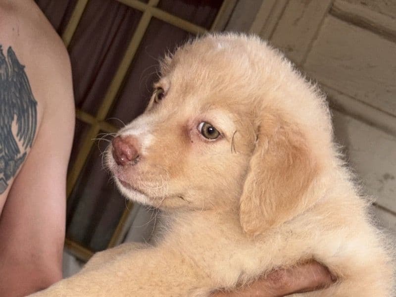 No Name - Labrador Retriever | Petmeetly