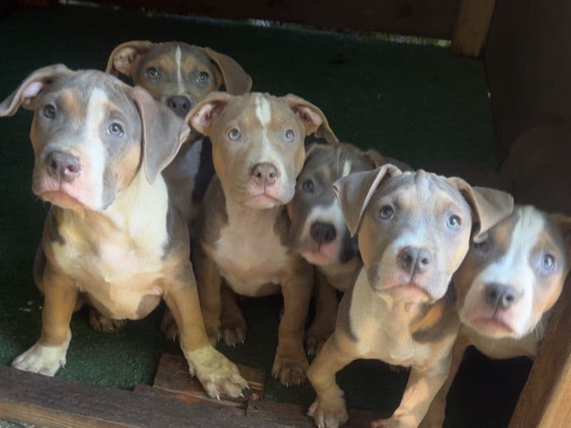American Terrier - American PitBull Terrier | Petmeetly