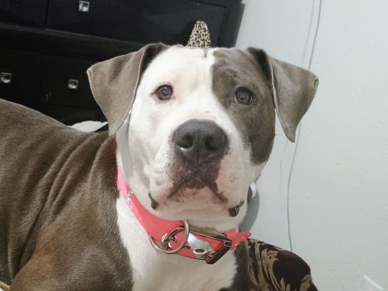 American PitBull Terrier 2 years 6 months old female large named Athena for breeding in Oklahoma County, Oklahoma | Petmeetly