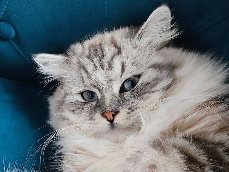 Ragdoll 1 year 9 months old male named Bainbo for breeding in Cobb County, Georgia | Petmeetly