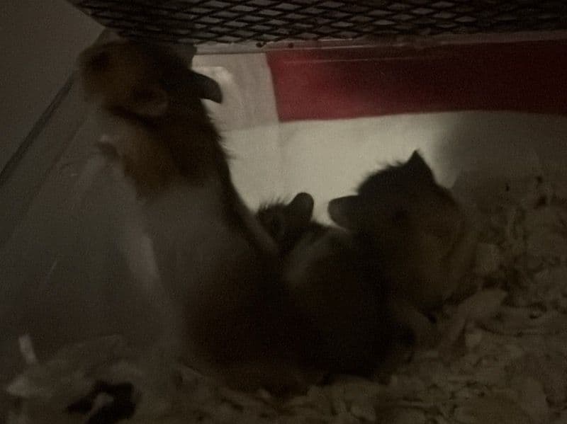 Syrian Hamster 1 month old male named Hamster 1 for sale in Chesapeake, Virginia | Petmeetly