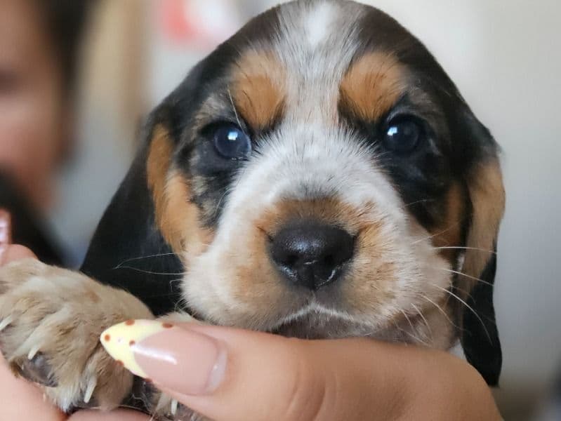 Beaglier 1 month old male small named 7 Week Pup for sale in Tarrant County, Texas | Petmeetly