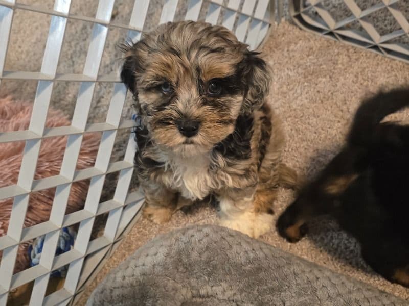 Cockapoo 1 month old male small named Frapa for sale in Seminole County, Florida | Petmeetly