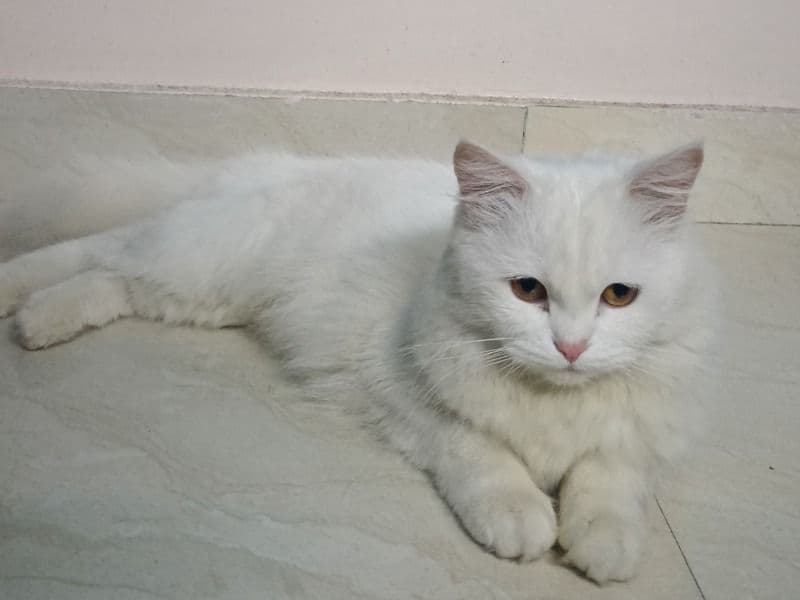 Persian 1 year 1 month old female named Bella for breeding in Delhi Division, Delhi | Petmeetly