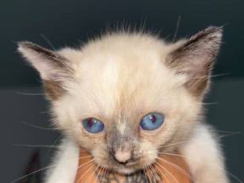 Snowshoe 1 month old female named Piwii for sale in Los Angeles County, California | Petmeetly