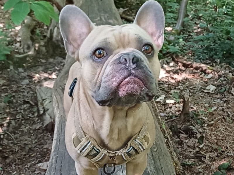 French Bulldog 2 years 8 months old male medium named Archie for breeding in Greater London, England | Petmeetly