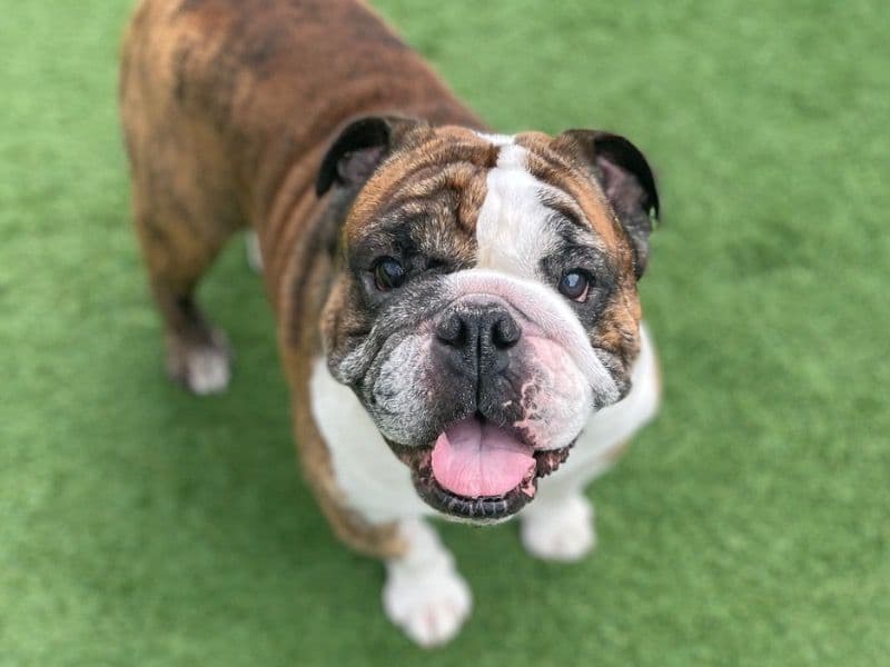 Bulldog 7 years old male small named Pickle for breeding in Wake County, North Carolina | Petmeetly
