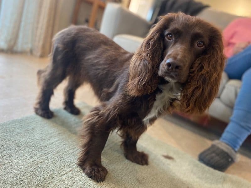 Sprocker 5 years 3 months old female small named Penny for breeding in Bristol City, England | Petmeetly