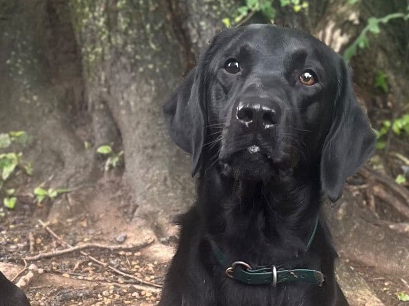 Labrador Retriever 2 years old male large named Stiles for breeding in Knox County, Tennessee | Petmeetly