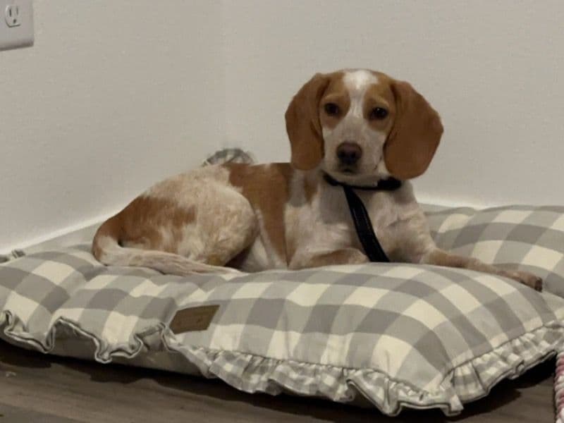 Beagle 1 year 6 months old female medium named Kona for breeding in Washoe County, Nevada | Petmeetly