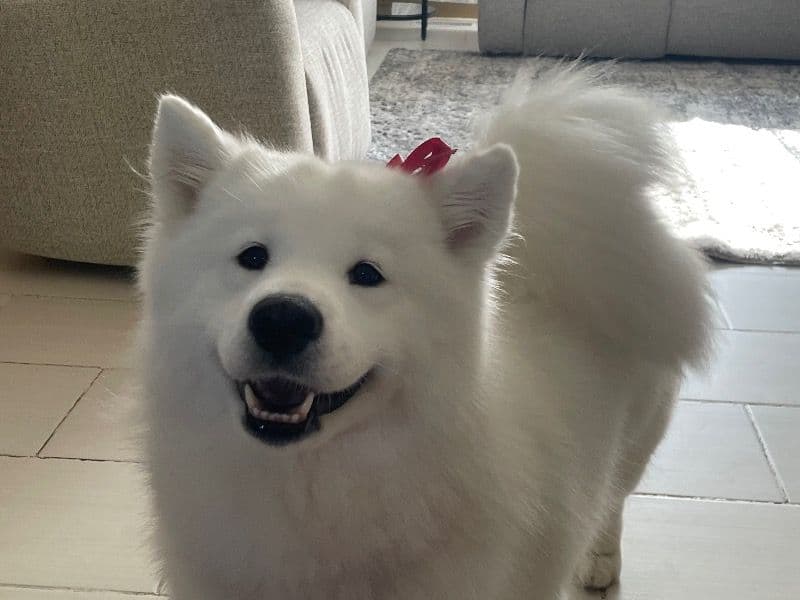 Luna primary photo