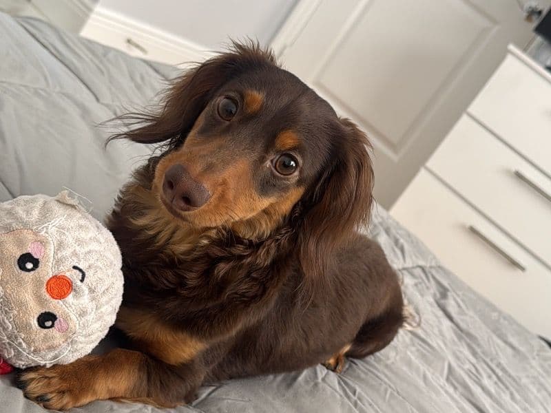 Miniature Dachshund 1 year 5 months old male small named Archie for breeding in Miami-Dade County, Florida | Petmeetly