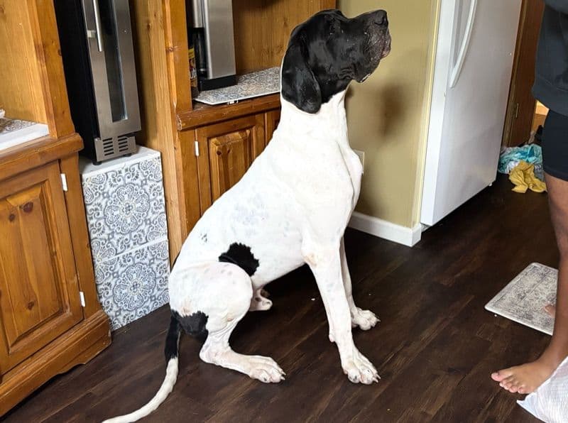 Great Dane 2 years old male extra large named Bubba for breeding in Maricopa County, Arizona | Petmeetly