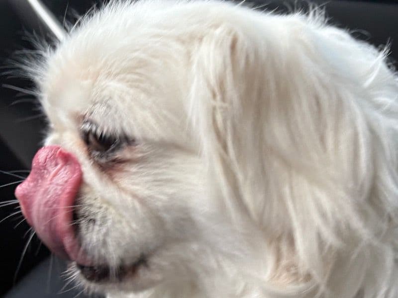 Pekingese 8 years old male small named Snowball for breeding in Pasco County, Florida | Petmeetly