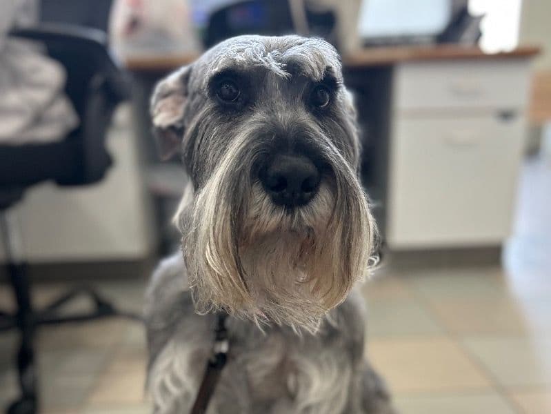 Standard Schnauzer 5 years old male medium named Odin for breeding in Prince William County, Virginia | Petmeetly
