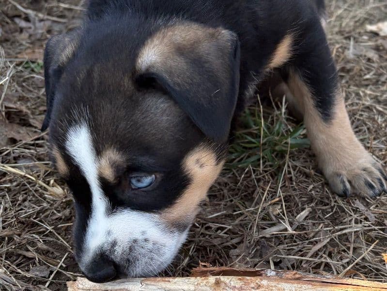 German Shepherd 2 months old male small named Moose for sale in Caldwell County, North Carolina | Petmeetly
