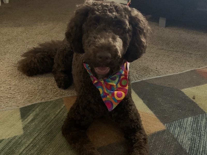 Double doodle 1 year 11 months old male large named Bentley for breeding in Pinellas County, Florida | Petmeetly