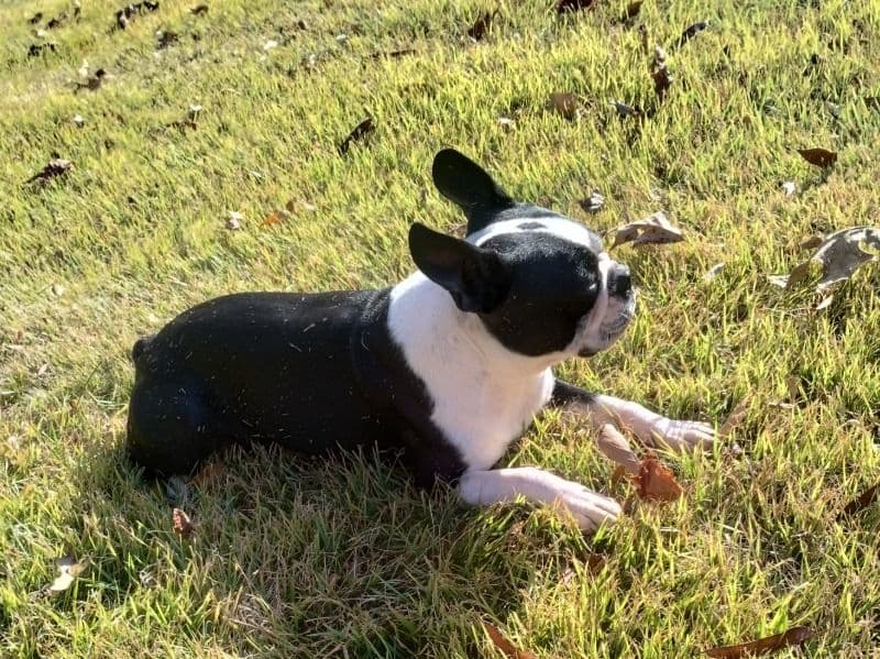 Boston Terrier 2 years old male medium named Boston for breeding in Troup County, Georgia | Petmeetly