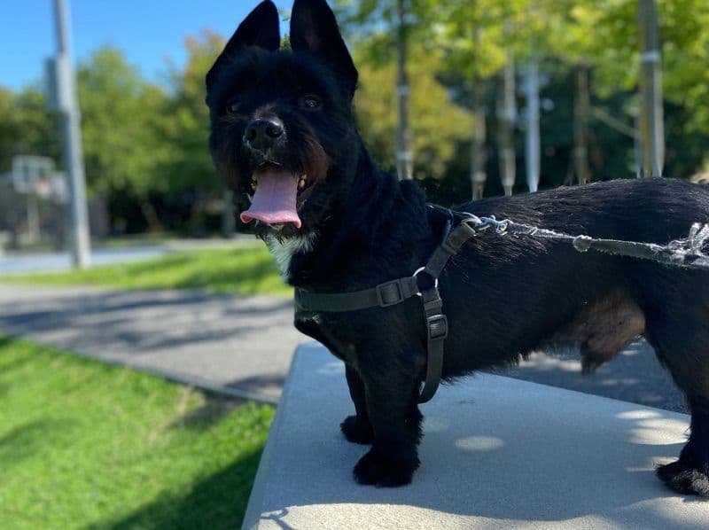 Scottish Terrier 5 years 2 months old male medium named Shadow for breeding in Suffolk County, Massachusetts | Petmeetly