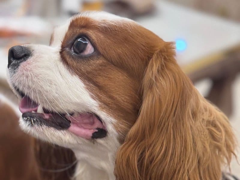 Cavalier King Charles Spaniel 1 year 10 months old male small named Milo for breeding in Gurgaon Division, Haryana | Petmeetly