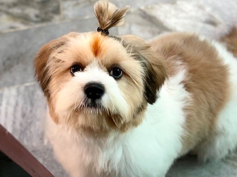 Shih Tzu 9 months old male medium named Marley for breeding in Hyderabad, Telangana | Petmeetly