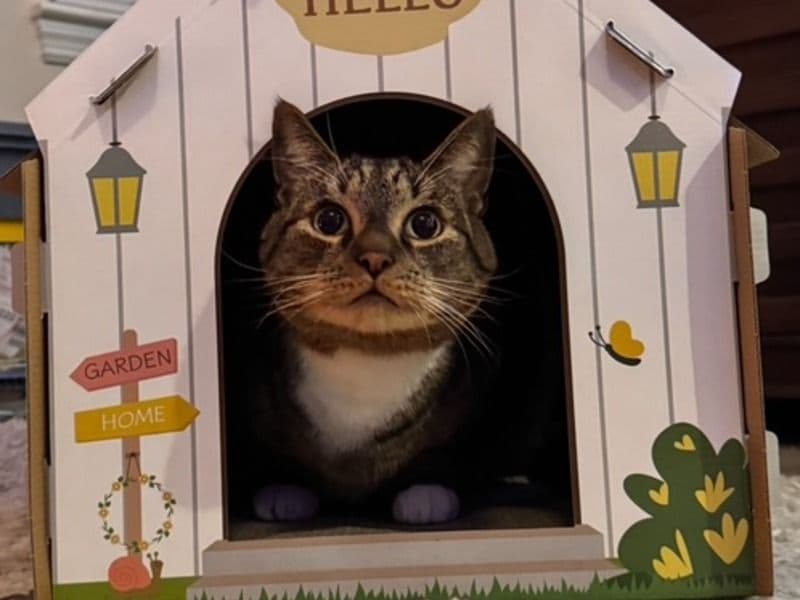 American Shorthair 4 years old male named Nova for adoption in Madison County, Kentucky | Petmeetly