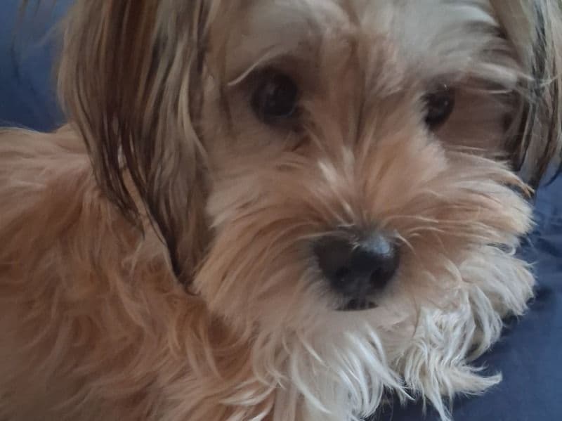 Tiara - Yorkshire Terrier | Petmeetly