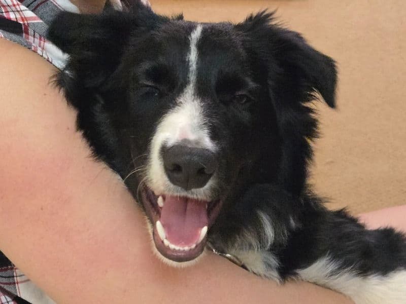 Border Collie 8 months old male medium named Raccoon for sale in Lebanon County, Pennsylvania | Petmeetly