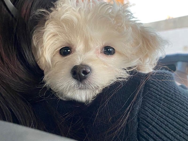 Maltese 3 years old female medium named Bombon for breeding in Orange County, California | Petmeetly