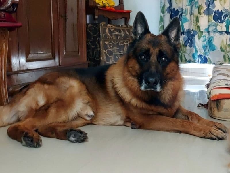 German Shepherd 7 years 2 months old male extra large named Rambo for breeding in Presidency Division, West Bengal | Petmeetly
