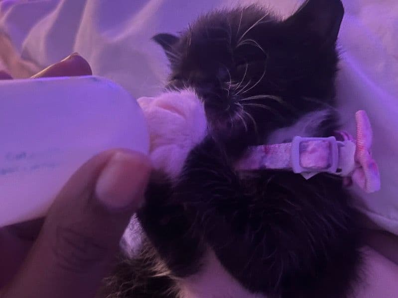 Coco primary photo