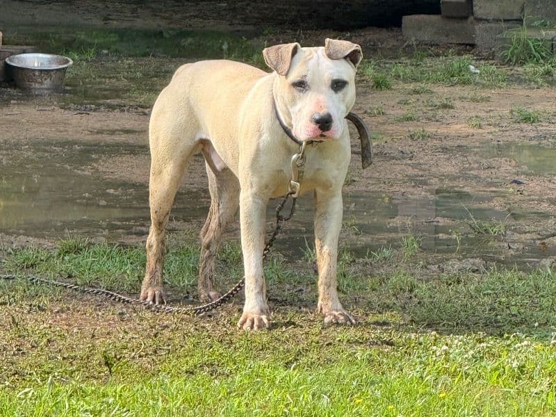 American PitBull Terrier 1 year 7 months old male medium named Suge for breeding in Pulaski County, Arkansas | Petmeetly
