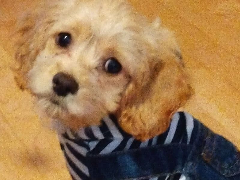 Winnie primary photo