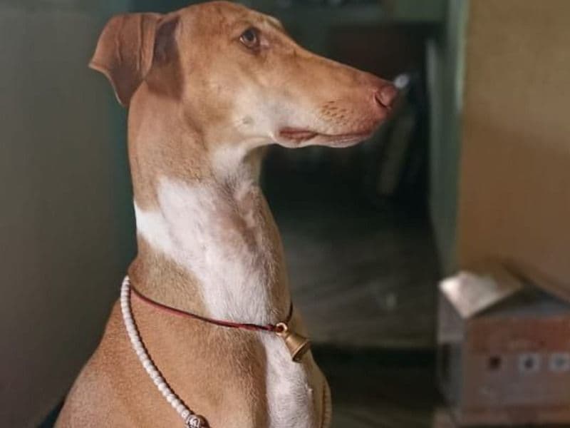 Chippi primary photo