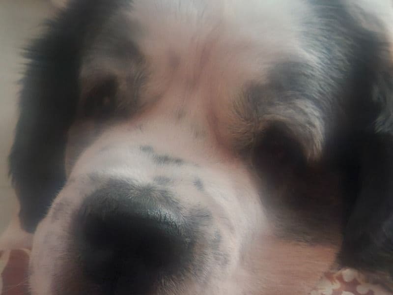 Saint Bernard 5 years 2 months old female large named Harley for breeding in Gurgaon Division, Haryana | Petmeetly