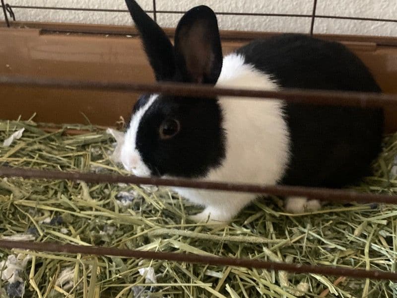 American 4 months old male named Stewart for breeding in Cedar Park, Texas | Petmeetly