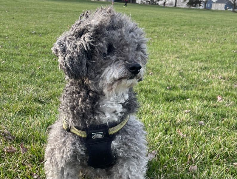 Chip primary photo