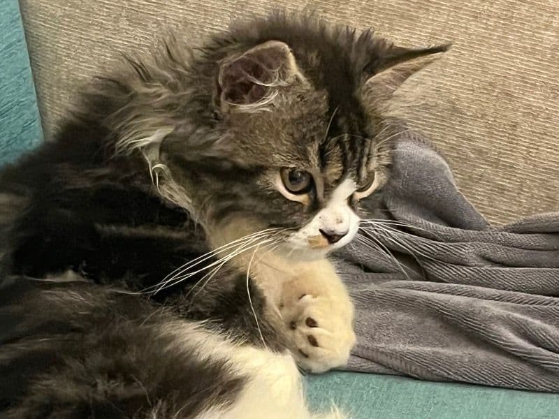 Persian 6 months old male named Bablu for breeding in Pune Division, Maharashtra | Petmeetly