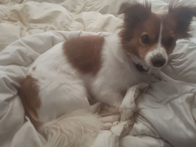Peanut primary photo