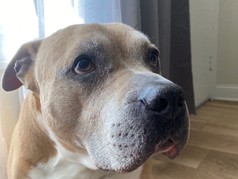 Staffordshire Bull Terrier 12 years 5 months old male large named Shyboy for breeding in Kane County, Illinois | Petmeetly