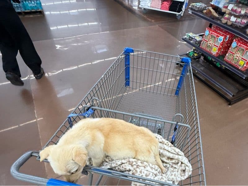 Husky 1 month old female small named Lola for sale in Carroll County, Georgia | Petmeetly