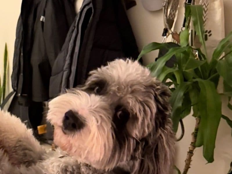 Poodle 2 years 8 months old male medium named Gage for breeding in New York, New York | Petmeetly