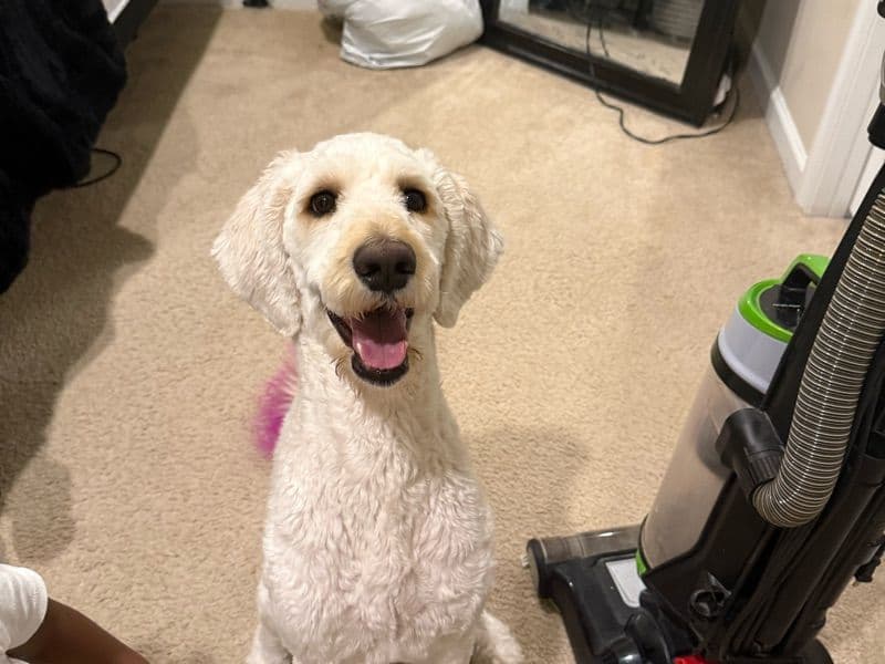 Goldendoodle 1 year 5 months old female large named Mya for breeding in Frederick County, Maryland | Petmeetly