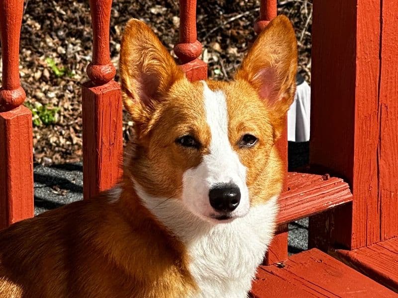 Corgi 2 years 8 months old female medium named Guilloux for breeding in Northeastern Connecticut Planning Region, Connecticut | Petmeetly